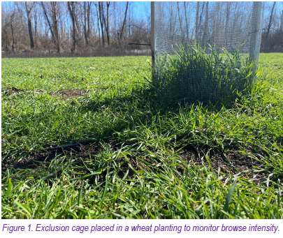Figure 1. Exclusion cage placed in a wheat planting to monitor browse intensity.